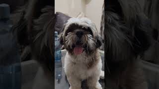 KukuVlogers fun mood cutting in mall block gurgram #petlovers #ᴠɪʀᴀʟᴘᴏsᴛ #reels #viralreelsシ #viral
