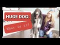 Grooming a Russian Wolfhound aka Borzoi