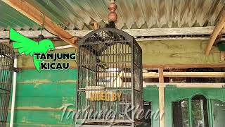 Burung Pentis Kumbang Tembakanya Paten