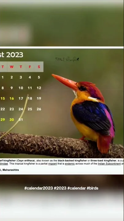 Table Calendar 2023 Birds- Amit Valsangkar #birds ...
