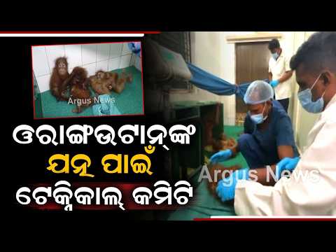 Nandankanan Zoo: Technical Committee Formed For Care Of 5 Orangutans | Argus News