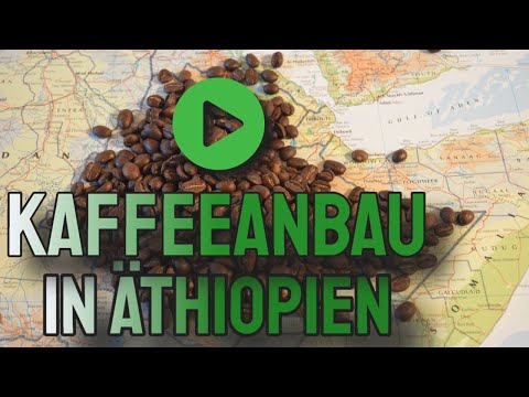 Kaffeeanbau in Äthiopien - Geschichte Kaffee - Kaffee und Weltmarkt - Geographie und Erdkunde