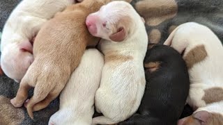 Mini dachshund puppies compilation PART 1