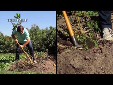 Vidéo: Comment conserver les feuilles de basilic frais : 6 étapes (avec photos)