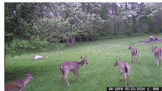 Trailcam Pics from April 2024