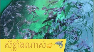🫧ជិតមួយខែហើយ👉👉🦈 របៀបចិញ្ចឹមត្រីអណ្តែង#koi #guppy #fishing