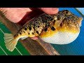 PUFFERFISH: Catch & Cook & Not Die...Hopefully.