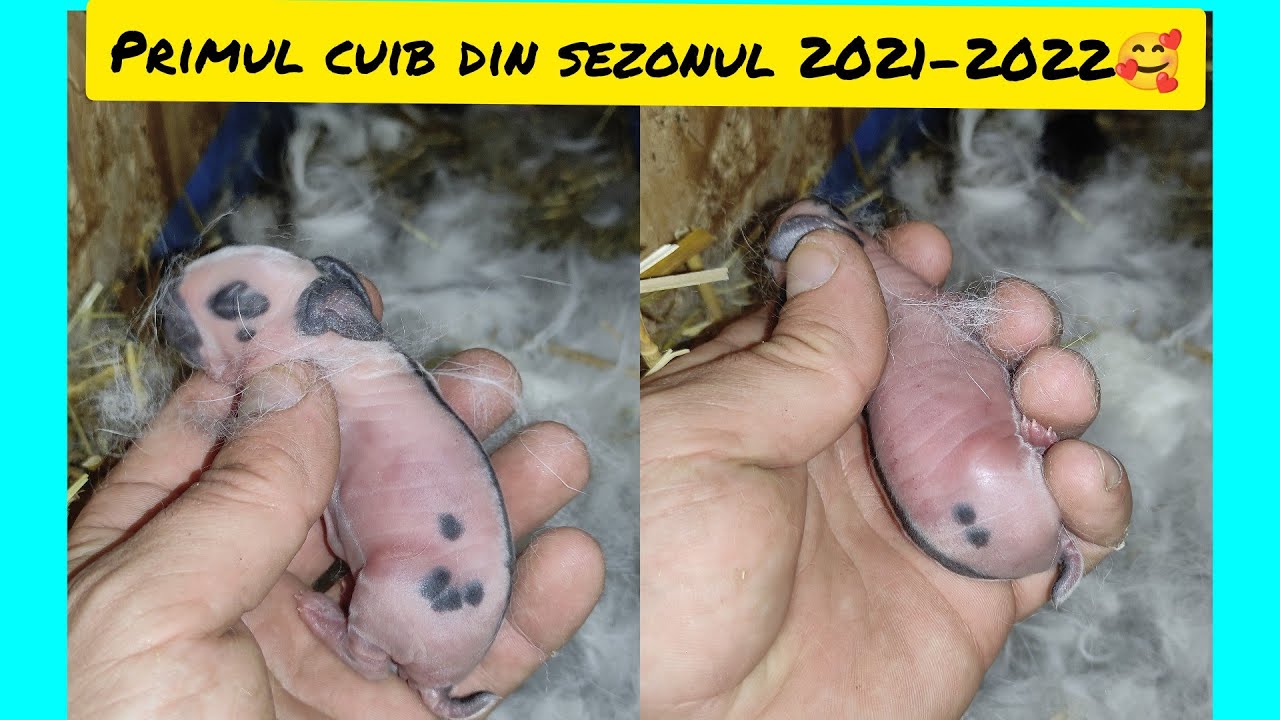 Primul cuib la rasa fluture german din sezonul de monte 2021-2022❤️🤗