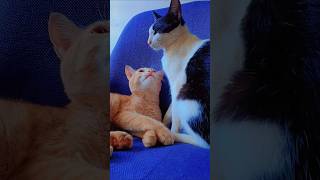 “Evanei kaanumpol 🤍🐾”#catlove #cutecats #catreels #orangecat #kittylove