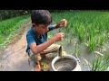 Fishing in Rainy Season Water ~ Village Little Boy Catching Fish With a Hook in a Village Rice Field