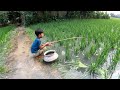 Fishing in Rainy Season Water ~ Village Little Boy Catching Fish With a Hook in a Village Rice Field