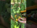 The little one just couldn’t wait to get these tomatoes off the vine! #tomato #garden 🍅