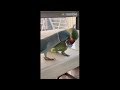 Parrot gives best friend kisses, complete with kissing sounds!