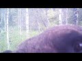 Медведь знакомится с фотоловушкой
