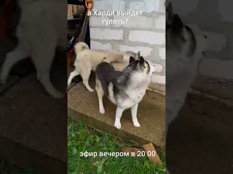 зовём #хаски гулять