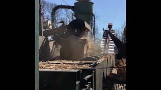 Big sawmill in action. Milling, turning, and debarking Hickory logs!