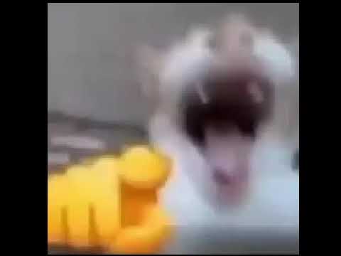 CAT LAUGHING AT YOU EARRAPE