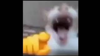 CAT LAUGHING AT YOU EARRAPE