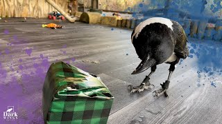 Giving Our Crow A Wrapped Present