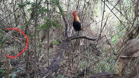 ต่อไก่ป่า Dib qaib qus tuaj zoo heev 24-11-22