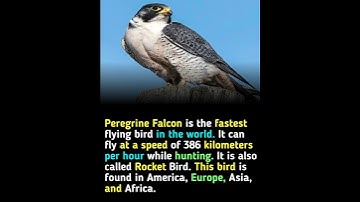 Peregrine Falcon - The fastest flying bird in the world #peregrinas #facts #shots