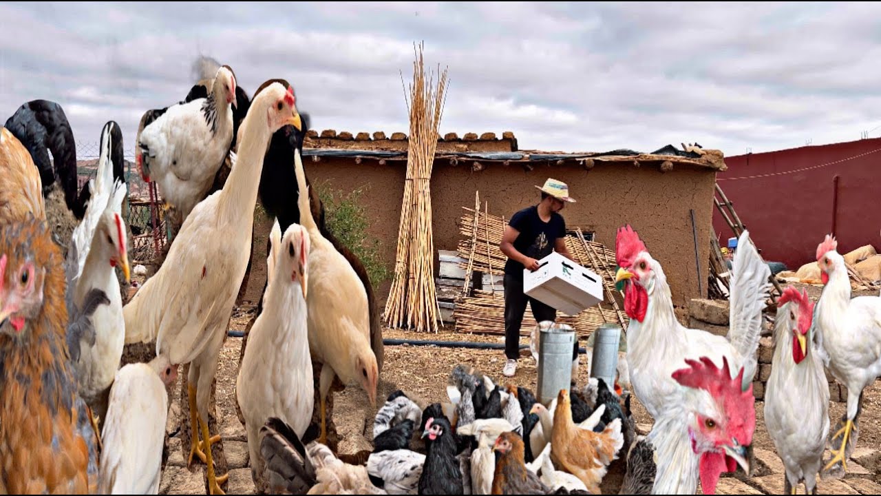 تربية الدجاج بعت ذكور سلالات الدجاج ولاعة في المزرعة