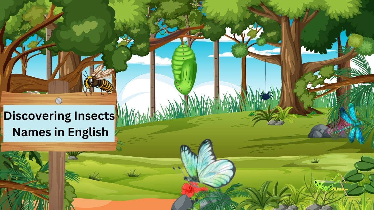 Insect Explorers