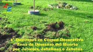 LS 2º Destrozos en Césped Decorativo - Zona de Descanso del Huerto por Jabalíes, Jabalinas o Jabatos