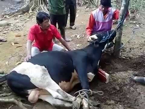 Cara Menyembelih Hewan Qurban Sapi Di Ciamis Jawa Barat