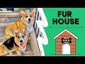 Fur House with Corgis! | Hammy & Olivia