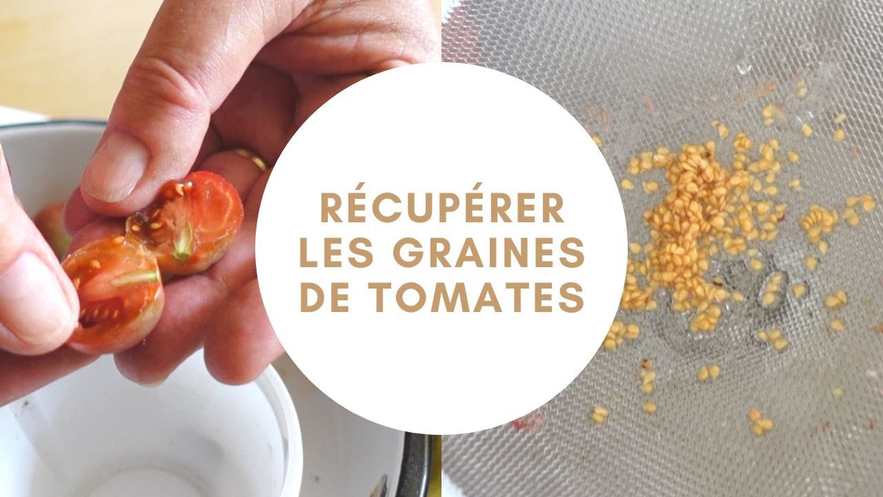🍅 Récolter les graines de tomate Tuto jardinage au potager YouTube
