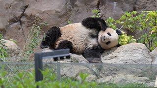 2023.05.28 今日のパンダ（3226日目）[8K] - YouTube
