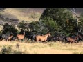 Searching for Wild Horses in Patagonia