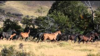 Searching for Wild Horses in Patagonia