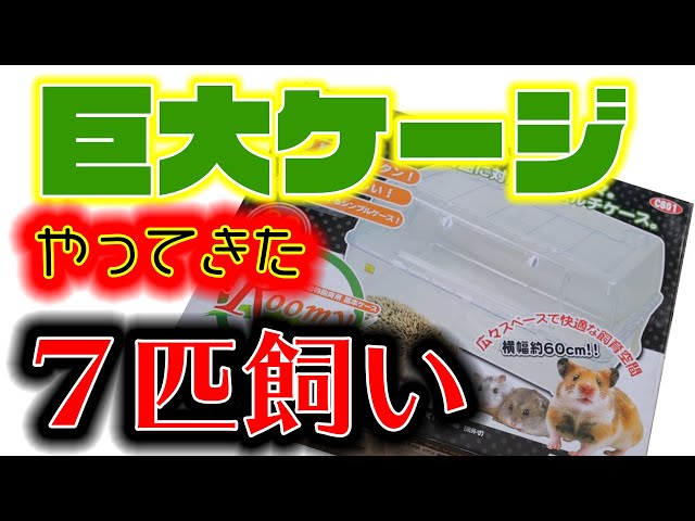大きいケージはルーミィ60でレイアウト広々クリアできれい、ハムスター