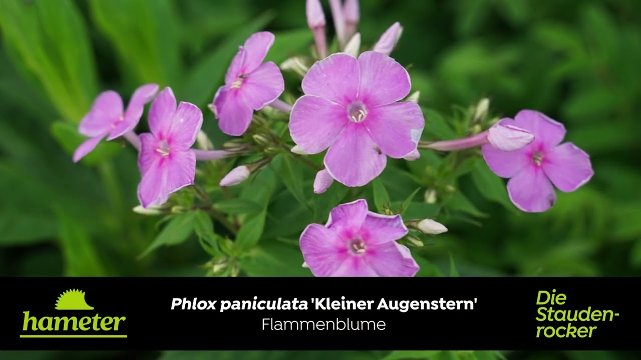 Phlox paniculata 'Kleiner Augenstern' - Flammenblume