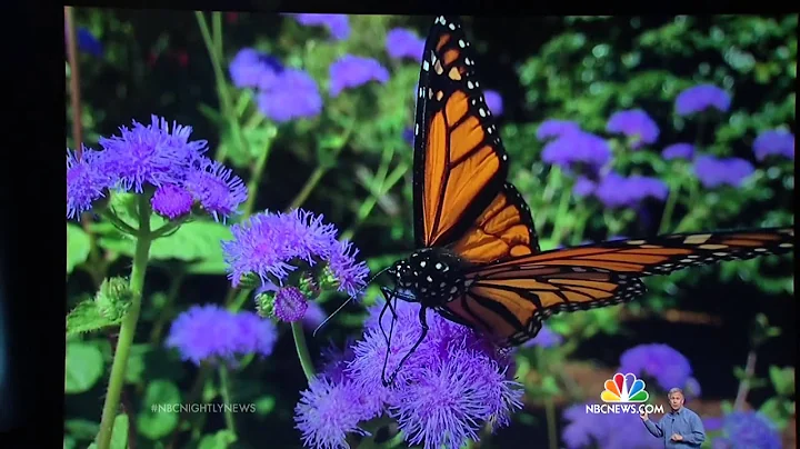 Apple Unveils iPhone 6 And Apple Watch | NBC News