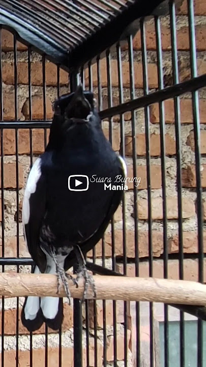 SIULAN KACER GACOR NGEPLONG BUAT PANCINGAN #shortsvideo #birds #kacergacor