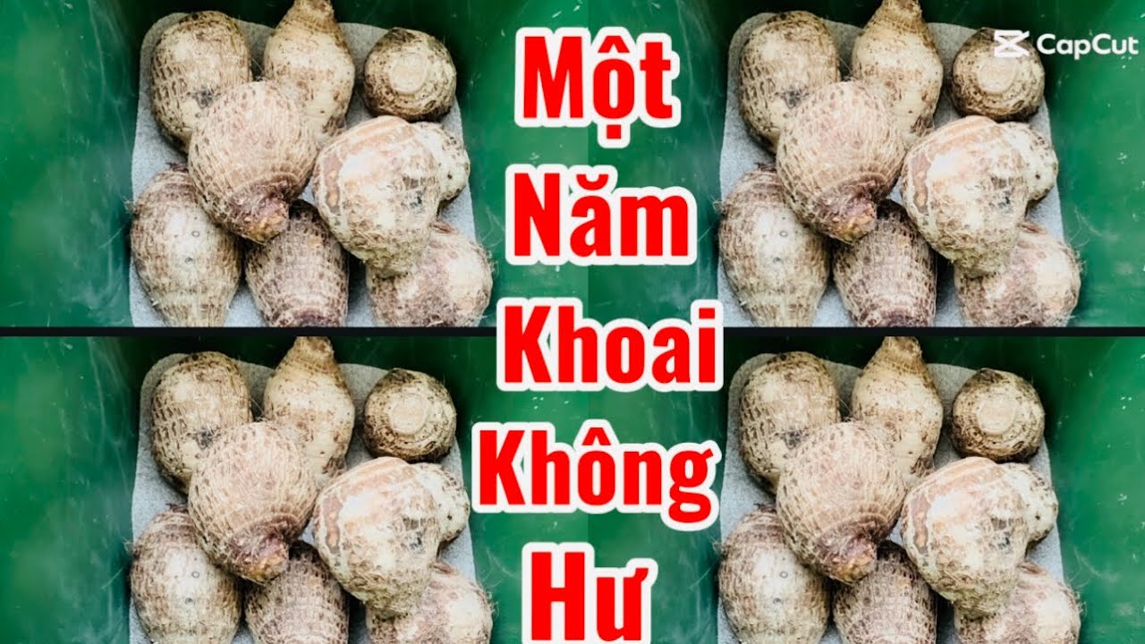 2 СПОСОБА СОХРАНИТЬ ТАРО, ЧТОБЫ ОНО НЕ ПОРТИЛОСЬ И НЕ ПРОРОСЛО ВЕСЬ ГОД. ИМЕЙТЕ СВЕЖЕЕ ТАРО В ПИЩ...