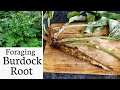 Foraging for Burdock root