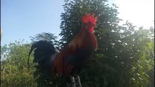 SUARA PIKAT AYAM HUTAN // SUARA AYAM HUTAN JANTAN ORI / SUARA MERDU AYAM HUTAN / AYAM HUTAN SULAWESI