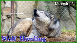 Wolf Howling シンリンオオカミ　ユウキの遠吠えとそれを聞くポロロ