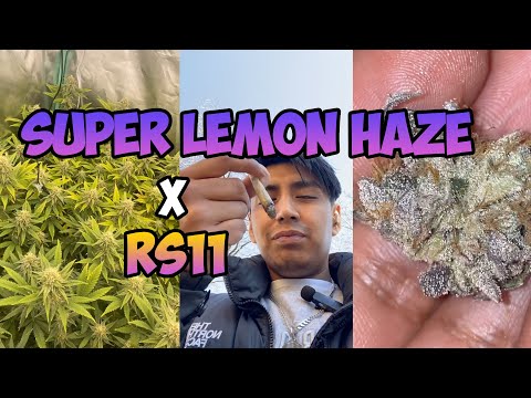 Super Silver Haze x RS11 (UK)  29% THC Review!! #136