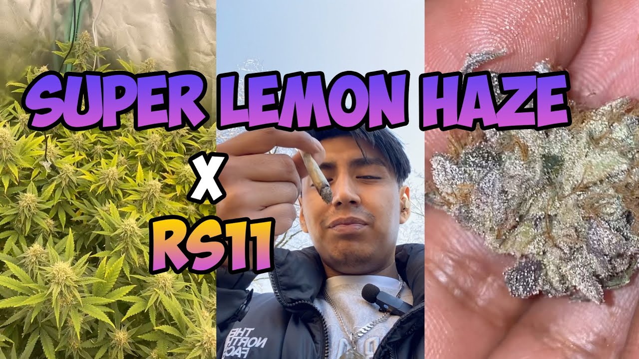 Super Silver Haze x RS11 (UK)  29% THC Review!! 