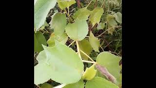 Download Lagu TOFUNA BUBAKA,OLOTA TOBITEGELA,TOWULIZIGANYA...... MP3