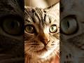 Bisakah Kucing Mengenali Wajah Manusia? #shorts #faktaunik #kucing
