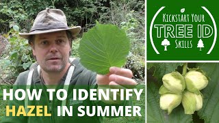 How To Identify Hazel in Summer
