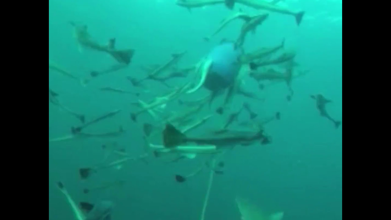 Durban Open Water Shark Diving