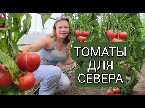 ТОМАТЫ ДЛЯ СЕВЕРА БЕЗ ТЕПЛИЦЫ  ПОСАДИТЕ ПРЯМО СЕЙЧАС  Светлана Самойлова