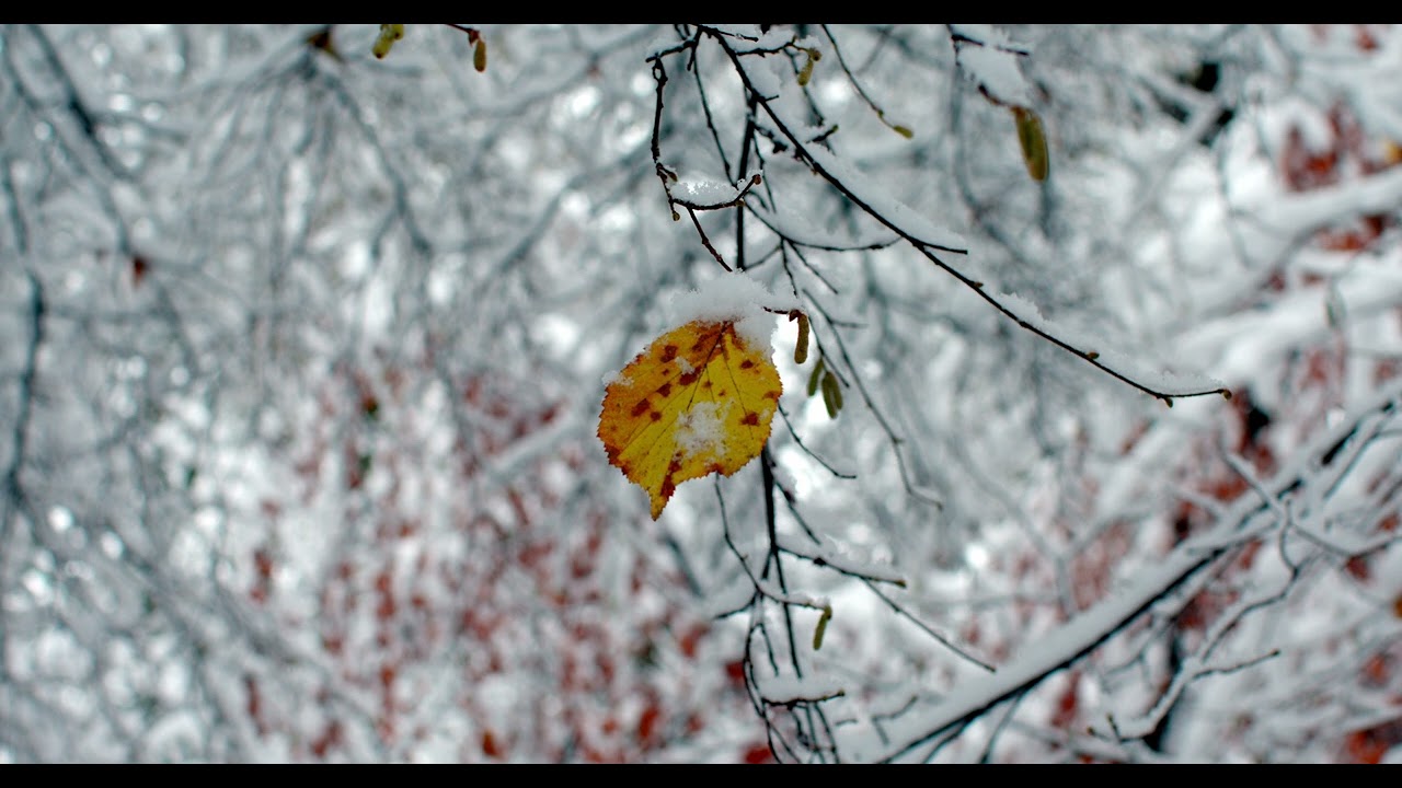 Fairy Tale Fury cn 50mm Daniel und Ich Yrgb